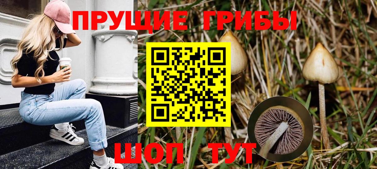 Псилоцибиновые грибы Psilocybe Богородицк